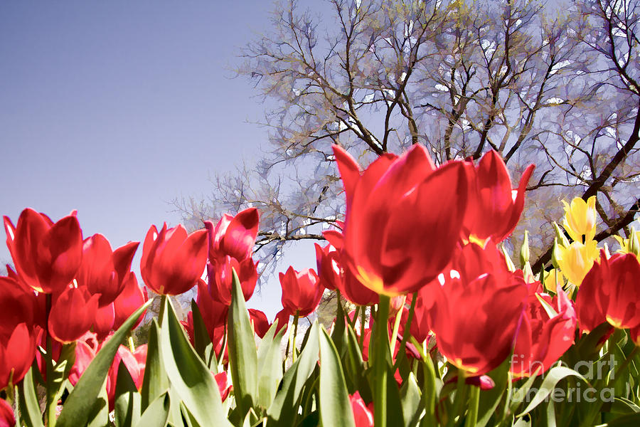 Tulips at Dallas Arboretum V62 Photograph by Douglas Barnard