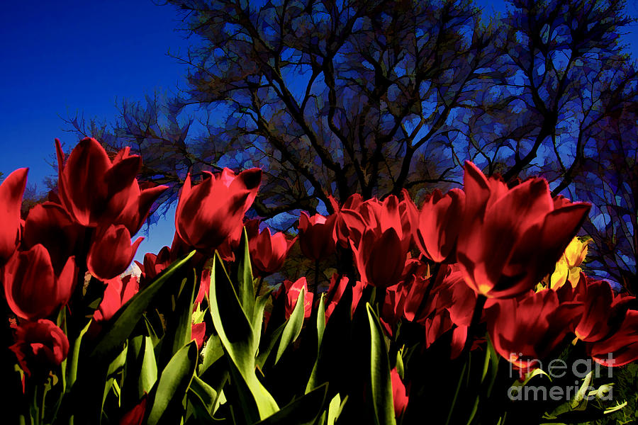 Tulips at Dallas Arboretum V63 Photograph by Douglas Barnard