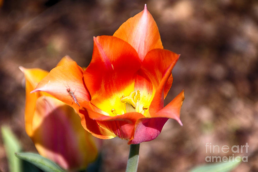 Tulips at Dallas Arboretum V64 Photograph by Douglas Barnard