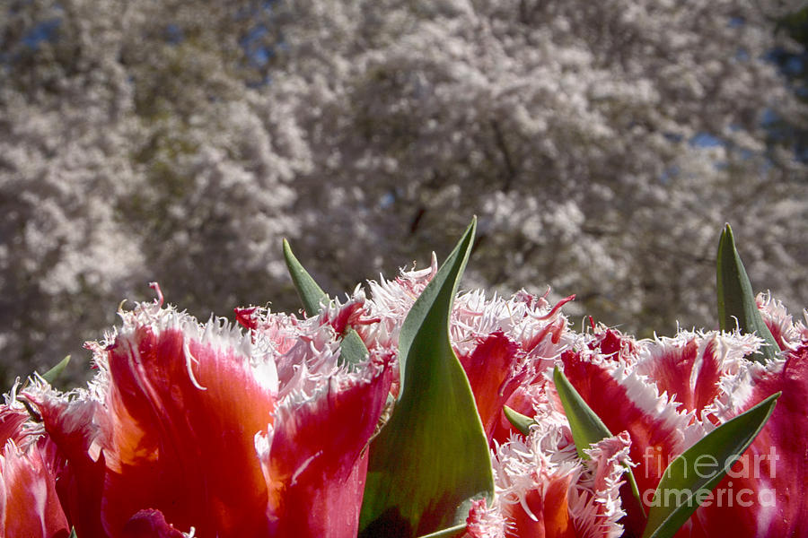 Tulip Photograph - Tulips at Dallas Arboretum V69 by Douglas Barnard