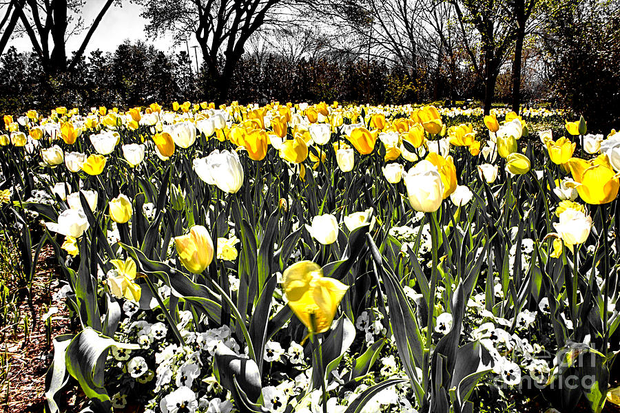 Tulips at Dallas Arboretum V7  Photograph by Douglas Barnard