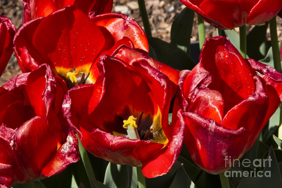 Tulips at Dallas Arboretum V78 Photograph by Douglas Barnard
