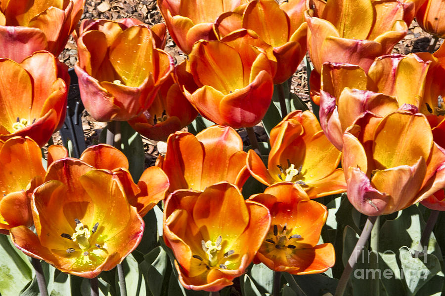 Tulips at Dallas Arboretum V80 Photograph by Douglas Barnard
