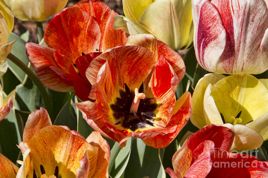 Tulips at Dallas Arboretum V81 Photograph by Douglas Barnard