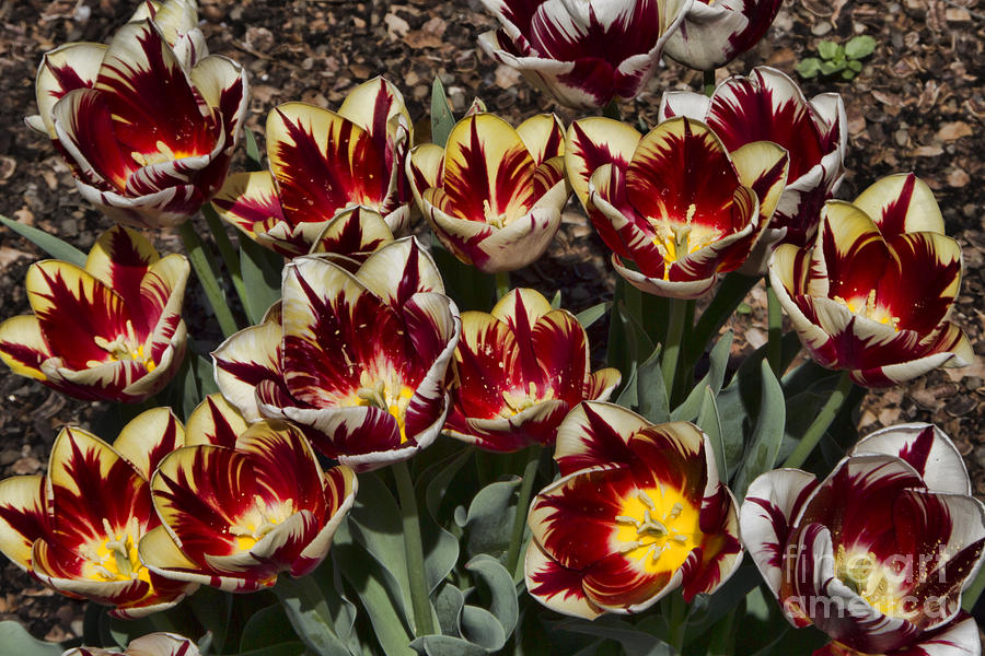 Tulip Photograph - Tulips at Dallas Arboretum V93 by Douglas Barnard