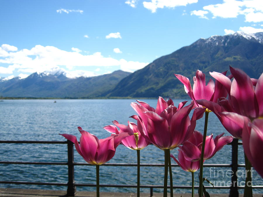 Tulips at Lake Geneva Photograph by Amanda Mohler