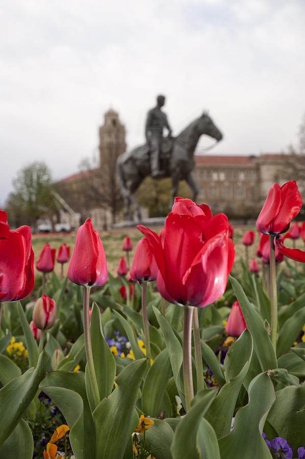 Tulips at Texas Tech University Photograph by Melany Sarafis