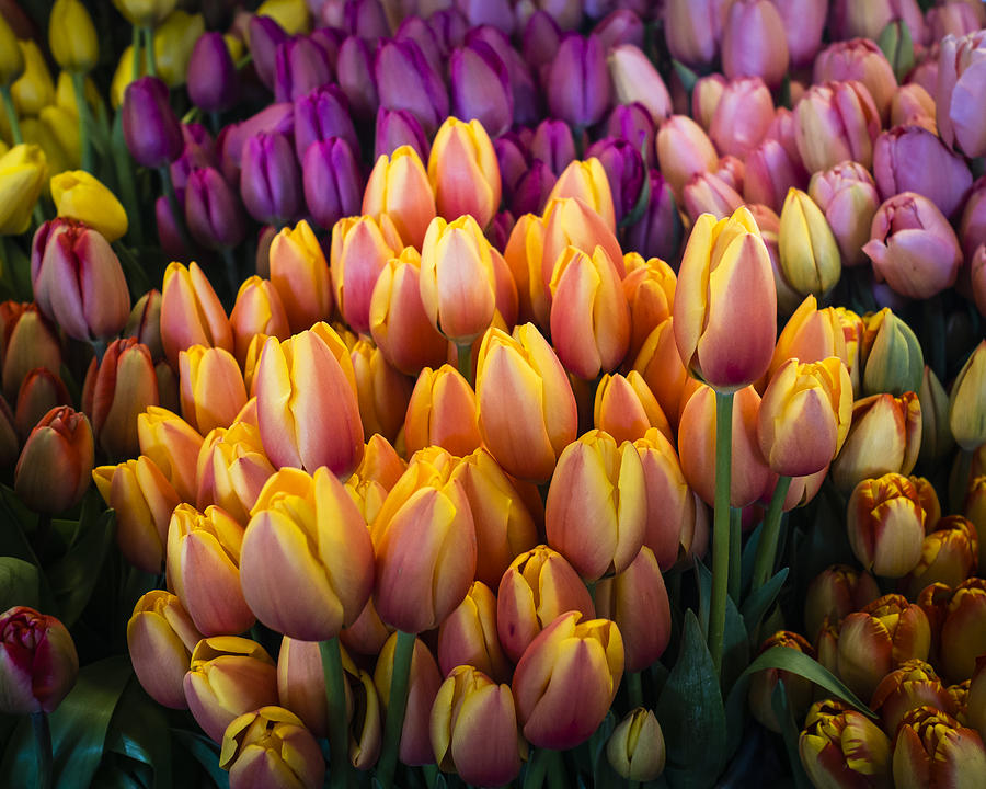 Tulips at the Market Photograph by Kyle Wasielewski