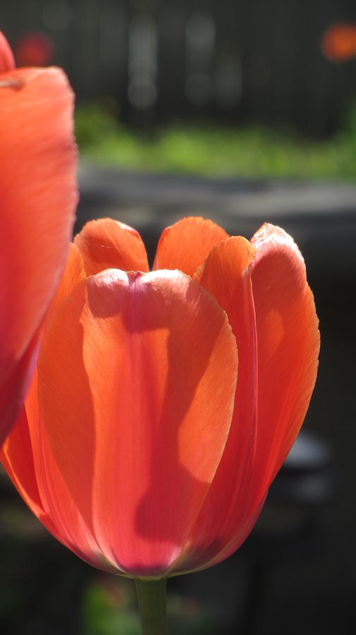 Tulips Backlit 1 Photograph by Anita Burgermeister