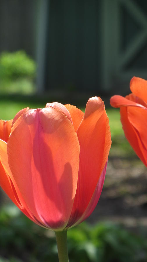 Tulips Backlit 2 Photograph by Anita Burgermeister