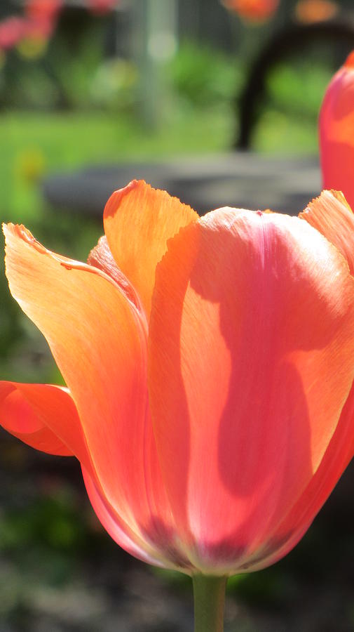 Tulips Backlit 3 Photograph by Anita Burgermeister