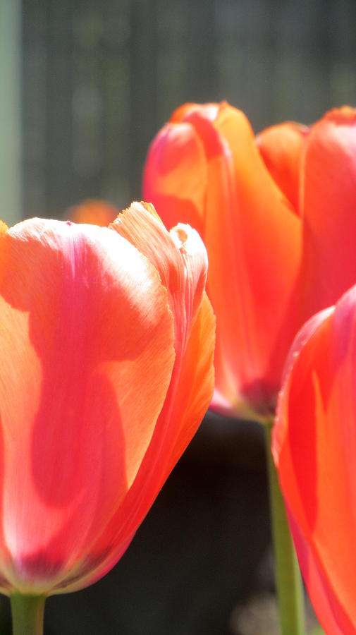 Tulips Backlit 4 Photograph by Anita Burgermeister