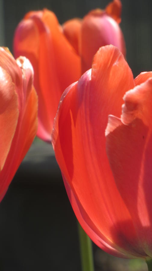 Tulips Backlit 5 Photograph by Anita Burgermeister