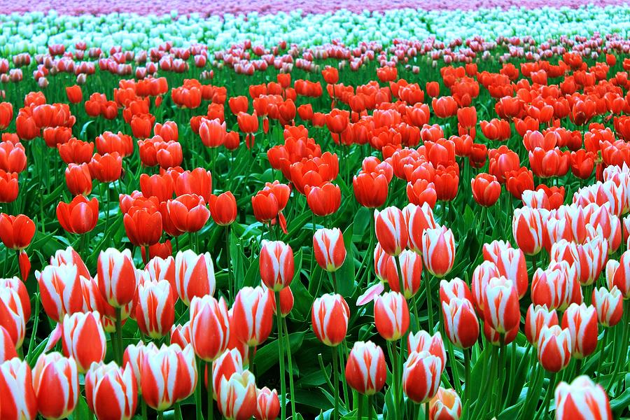 Tulips Photograph by Benjamin Yeager