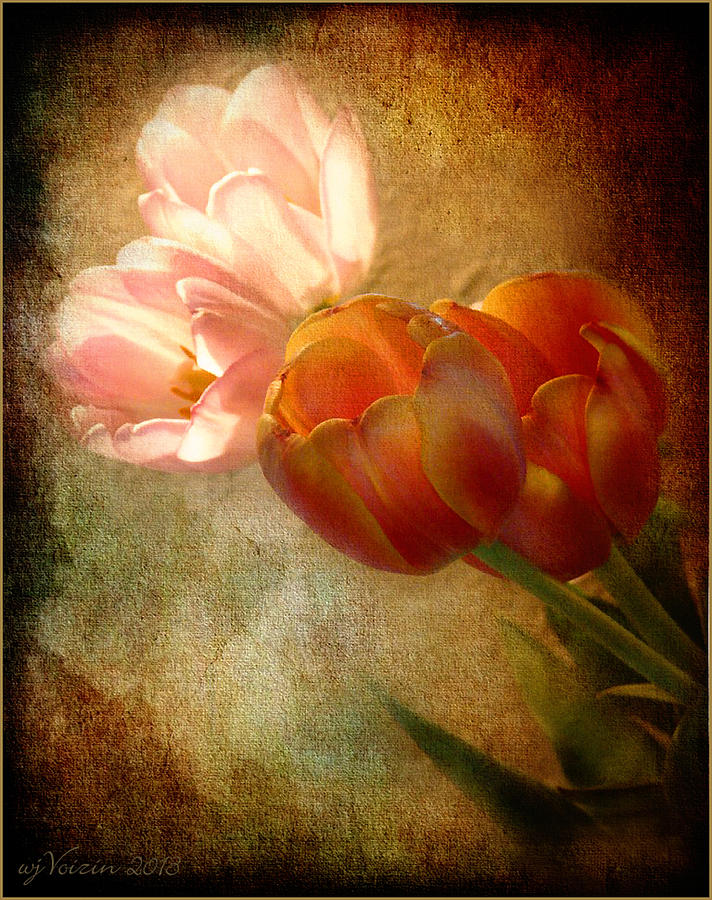 Tulips Photograph by Bill Voizin 