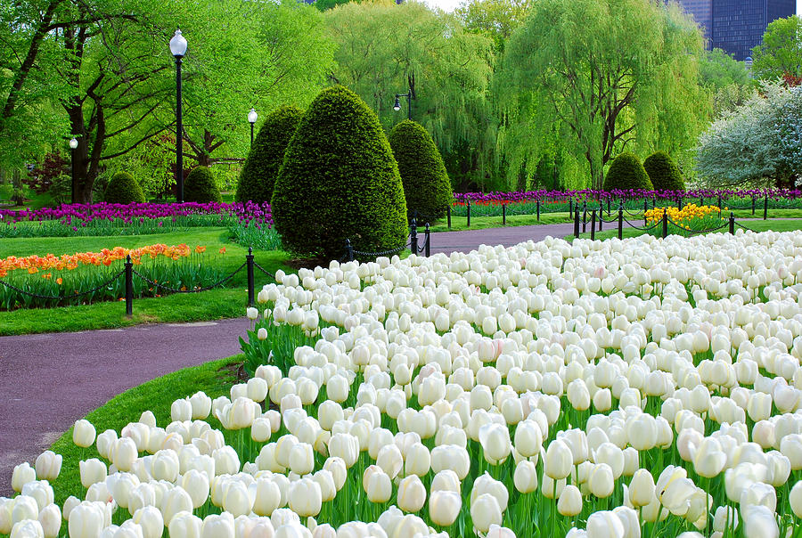 Tulips Boston Public Gardens  Photograph by Michael Hubley
