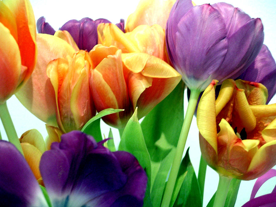 Tulips Bouquet Photograph by Karen Nicholson