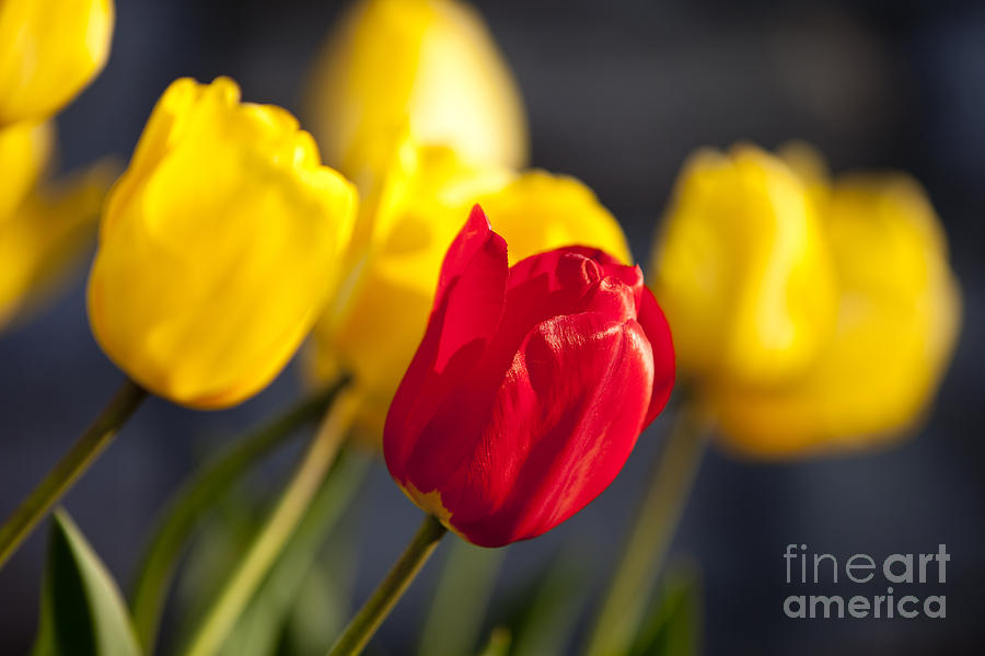 Tulips Photograph by Brian Jannsen