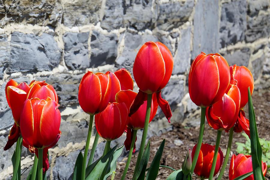 Tulips by Stone Wall Photograph by Jeanette Oberholtzer