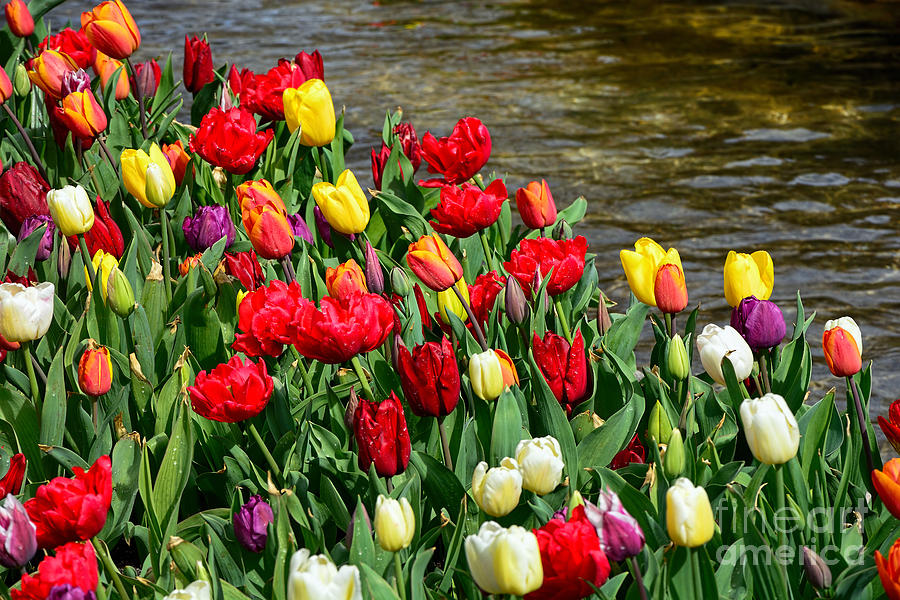 Tulips by the Water Photograph by Kaye Menner