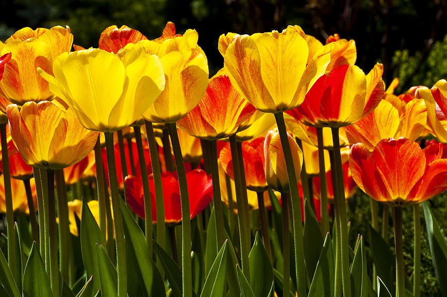 Tulips Photograph by Celso Bressan