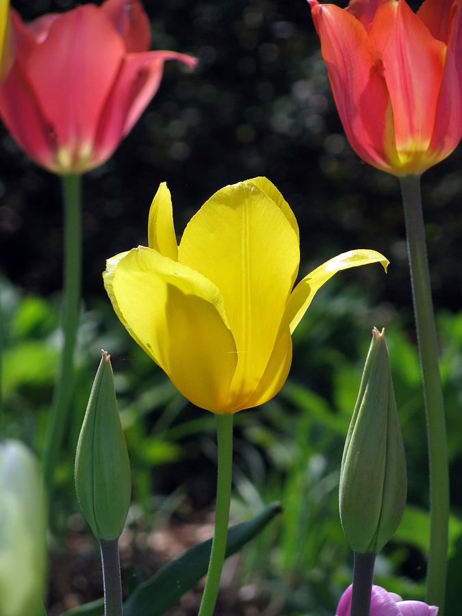 Tulips - Cheerful Thoughts 03 Photograph by Pamela Critchlow