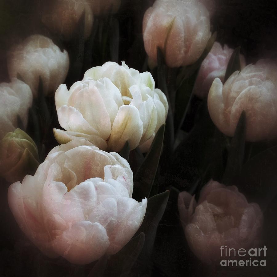 Tulips Photograph by Chris Scroggins