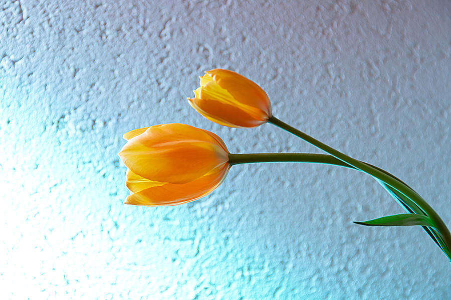 Tulips Photograph by Christine Sponchia
