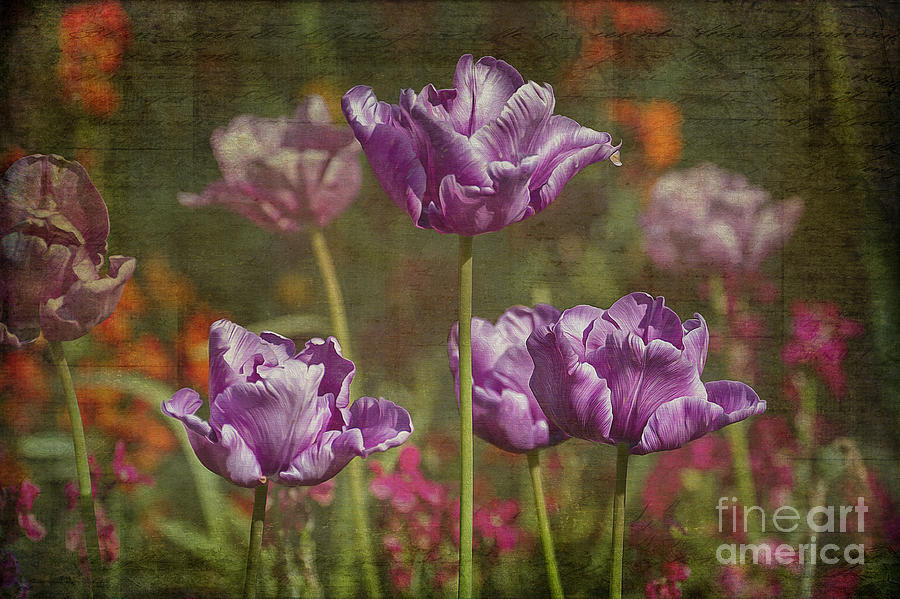 Spring Photograph - Tulips by Clare Bambers