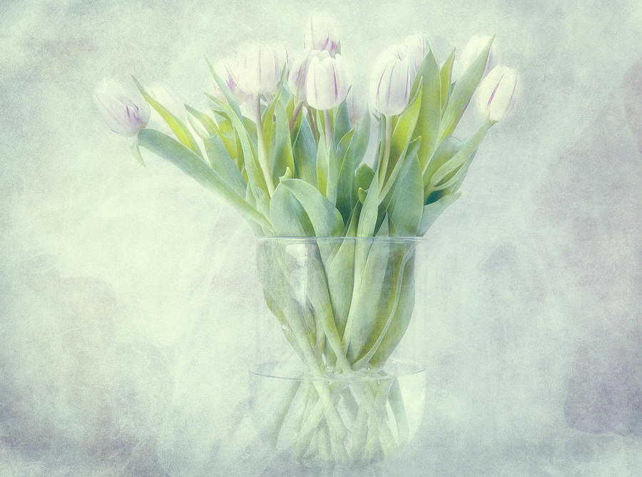 Tulip Photograph - Tulips by Claudia Moeckel