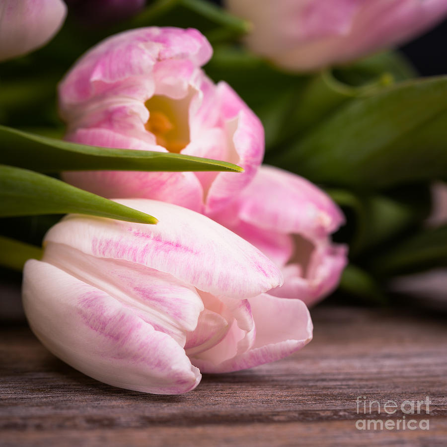 Tulips closeup Photograph by Jane Rix