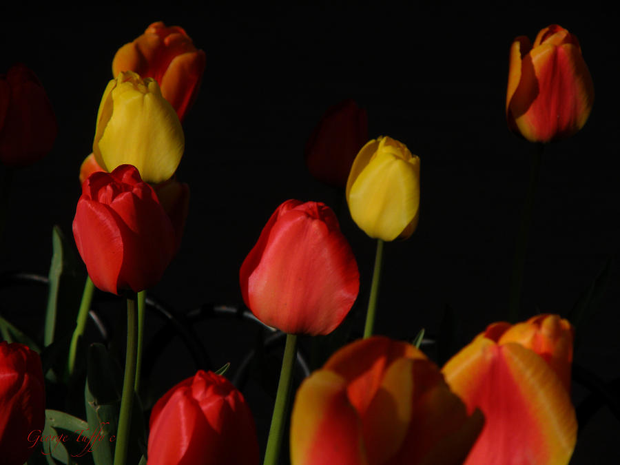Tulips contrast Photograph by George Tuffy