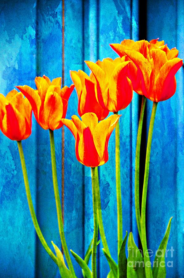 Up Movie Photograph - Tulips by Daniela White