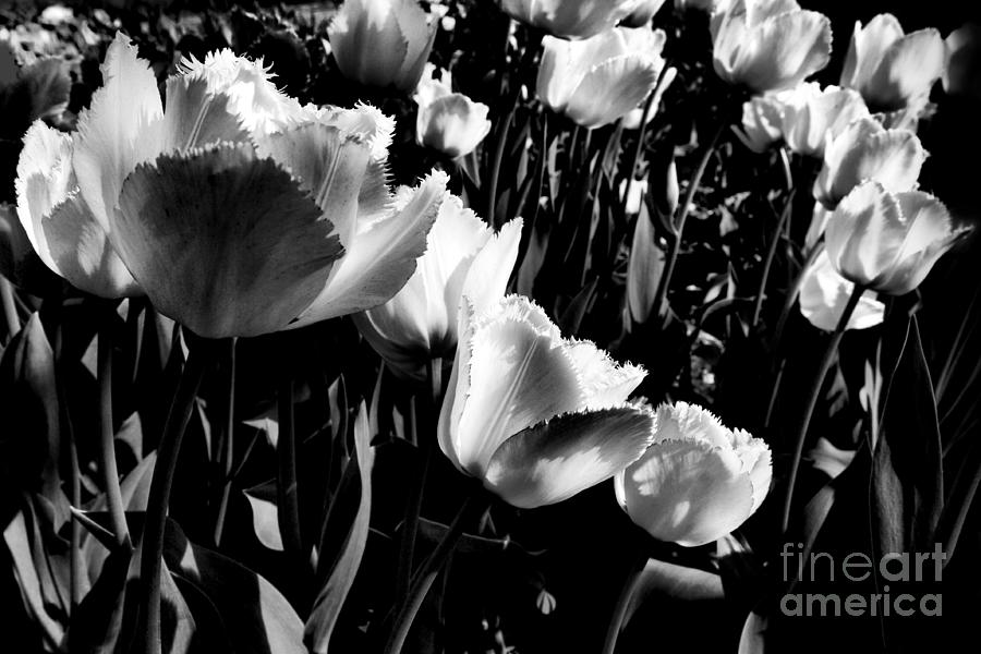 Tulips Photograph by Dariusz Gudowicz