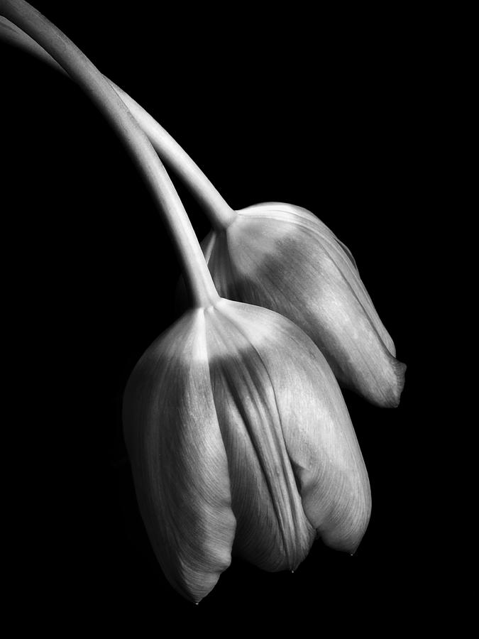 Tulips Photograph by David and Carol Kelly