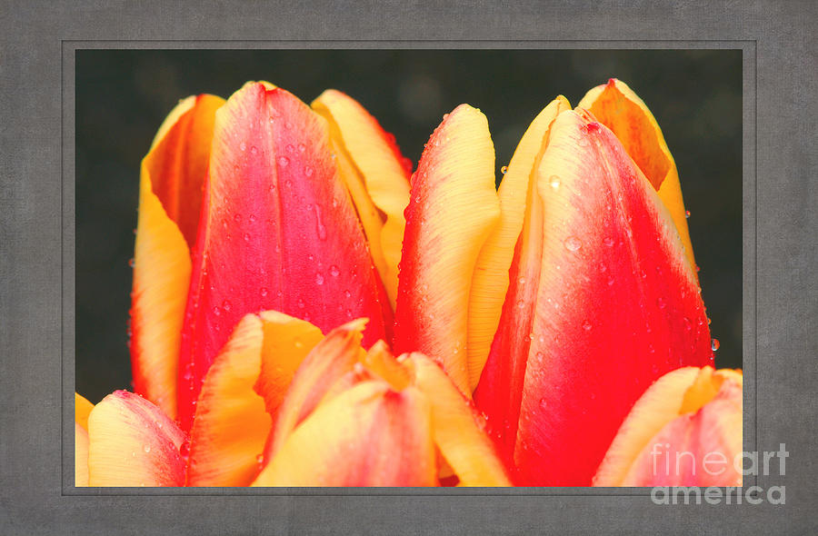 Tulips Photograph by David Birchall