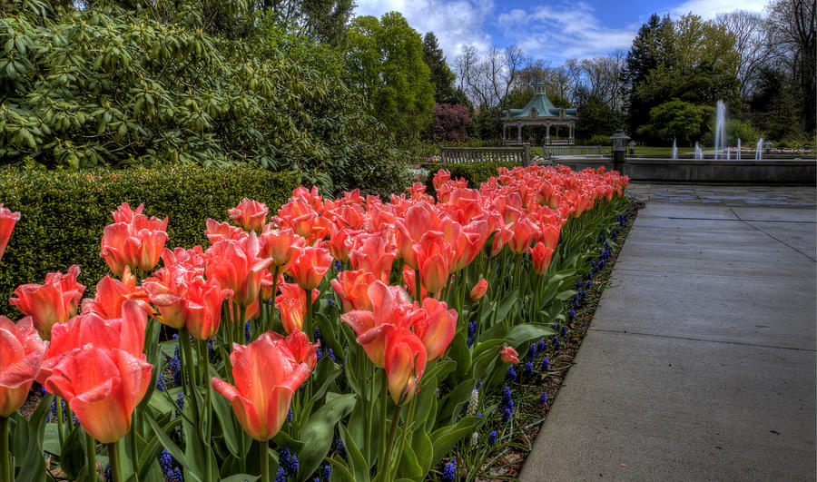 Tulips Photograph by David Dufresne