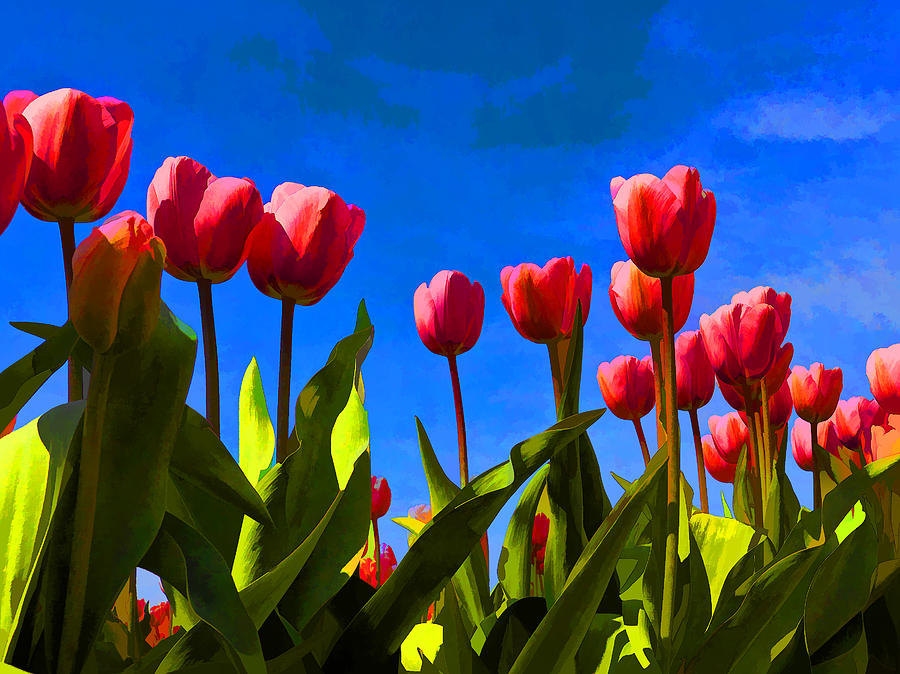 Tulips Photograph by David Gleeson