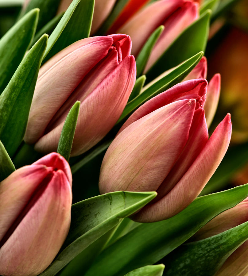 Tulip Photograph - Tulips by David Kay