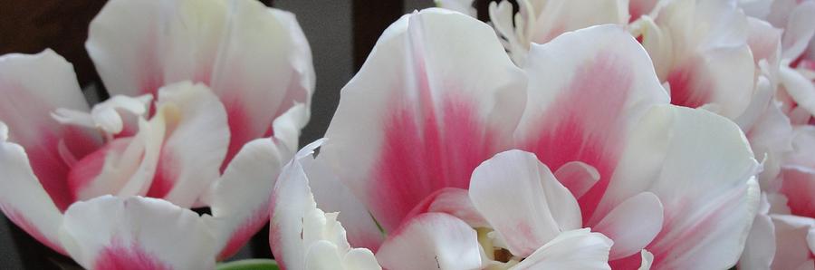 Flower Photograph - Tulips by Dawn Hagar