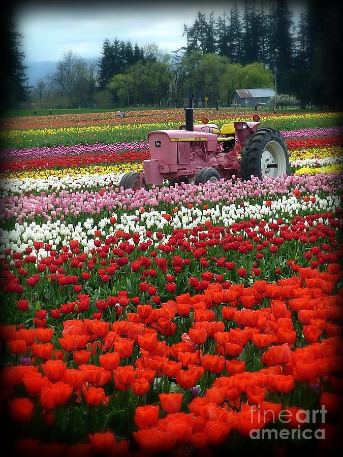 Flower Photograph - Tulips Deserve Pink Tractor by Susan Garren