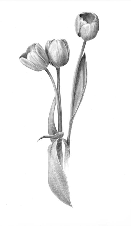 Tulips Pencil Drawing