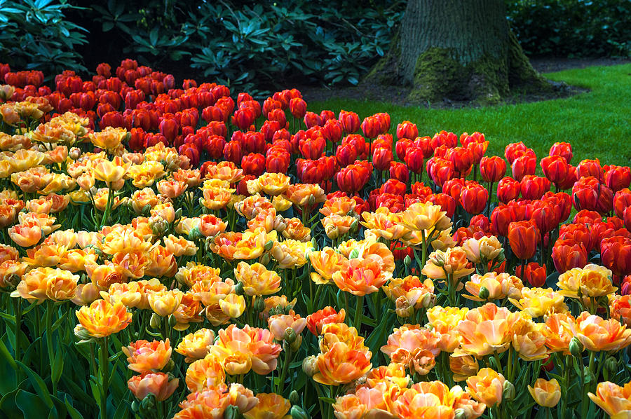 Tulips Display In The Keukenhof Garden. Netherlands Photograph