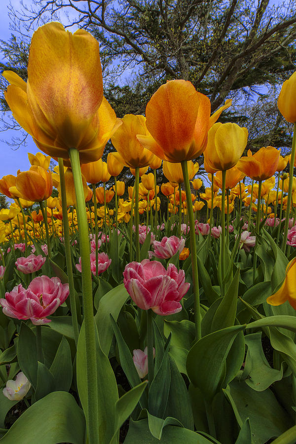 Tulip Photograph - Tulips Everywhere by Rick Berk