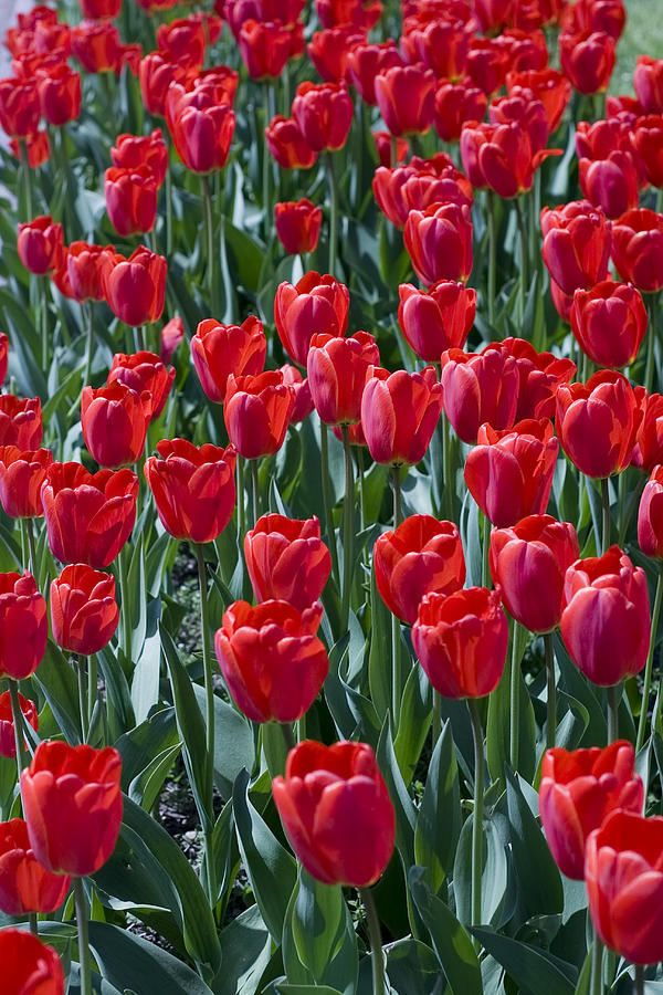 Tulip Photograph - Tulips by Falko Follert