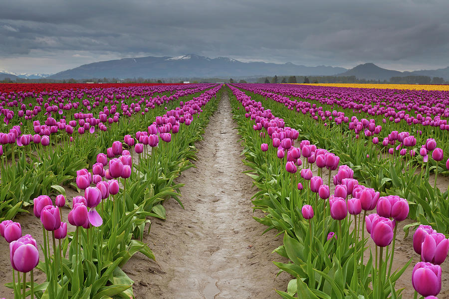 Tulips Festival Photograph by Helminadia