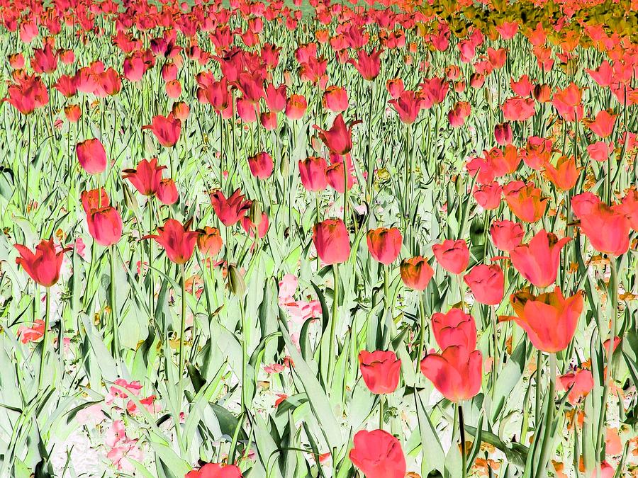 Tulips - Field With Love - PhotoPower 1969 Photograph by Pamela Critchlow