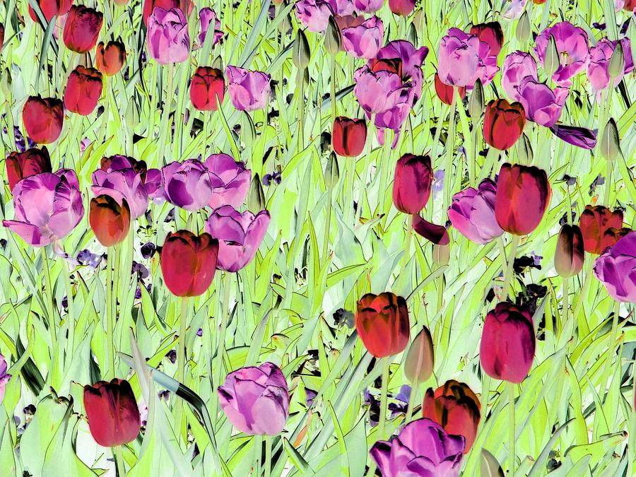 Tulips - Field With Love - PhotoPower 1993 Photograph by Pamela Critchlow