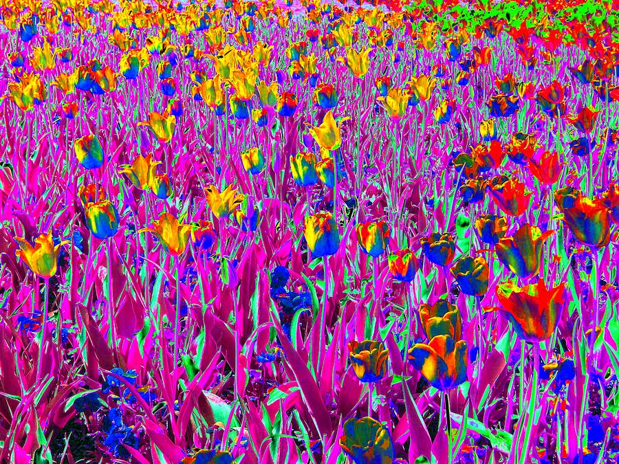 Tulip Photograph - Tulips - Field With Love - PhotoPower 2006 by Pamela Critchlow