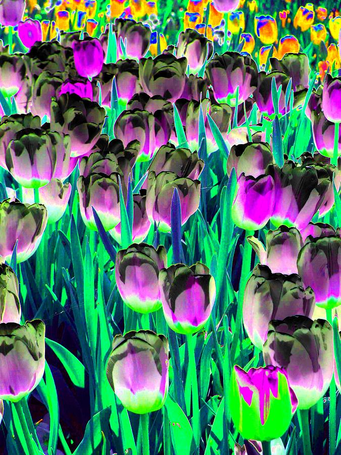 Tulip Photograph - Tulips - Field With Love - PhotoPower 2007 by Pamela Critchlow